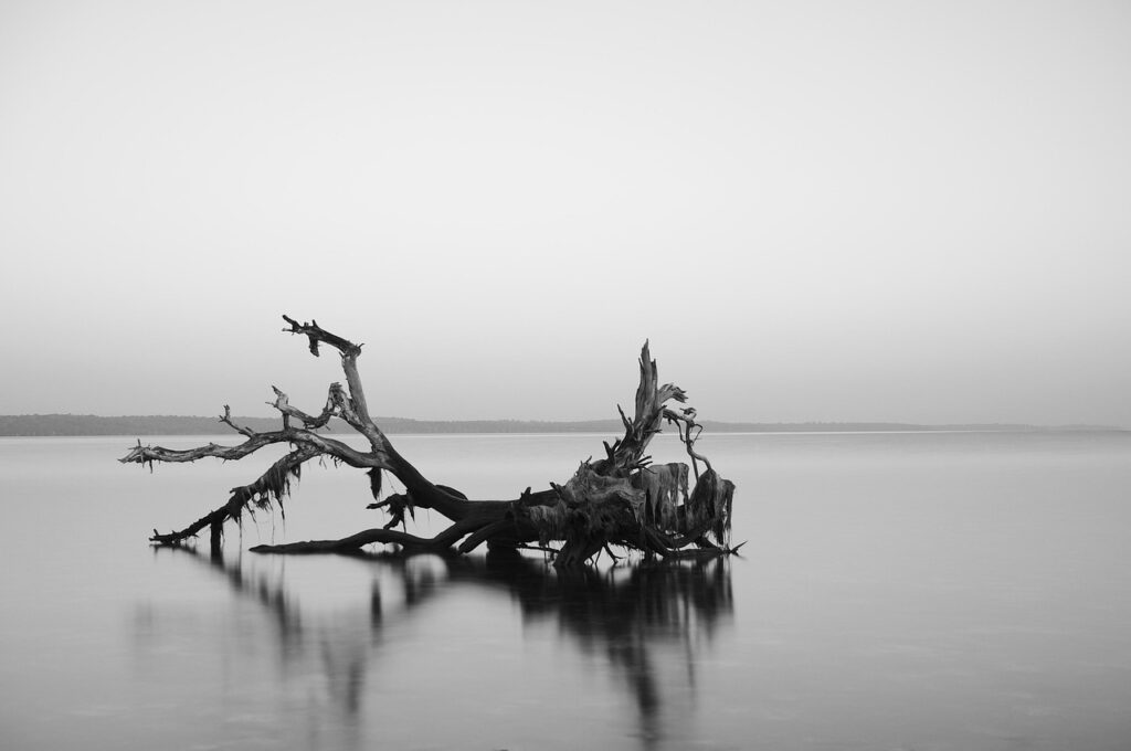 Toter Baum im Wasser